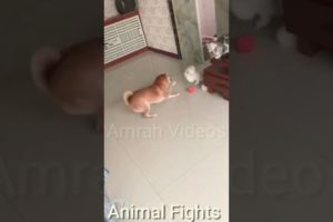 Animal Fights | #shorts | #shortsvideo | Cute animals | Amrah Videos | #shorts 15 | #viralshorts |