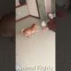 Animal Fights | #shorts | #shortsvideo | Cute animals | Amrah Videos | #shorts 15 | #viralshorts |