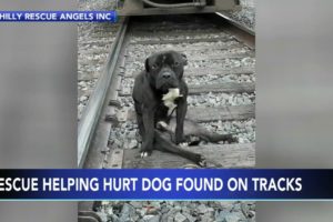 Animal Rescue: Injured dog left on train tracks, had to dodge trains travelling over his head