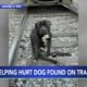 Animal Rescue: Injured dog left on train tracks, had to dodge trains travelling over his head