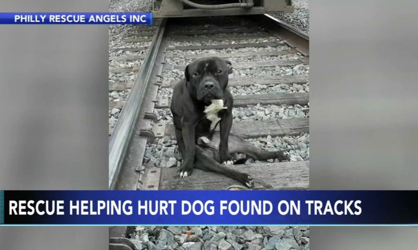 Animal Rescue: Injured dog left on train tracks, had to dodge trains travelling over his head