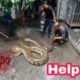 Animal Rescue Team Defeats Giant Python That Eats Dog | Brave Hunters