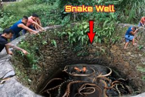 Animal Rescue Team Rescues 2 Giant Snake Into Water Well | King Snake Vlogs