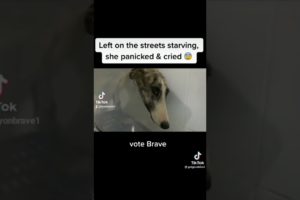 Animal Rescues: Starving Dog Left in Gutter (Vote Brave) #shorts #animalrescues #doglovers
