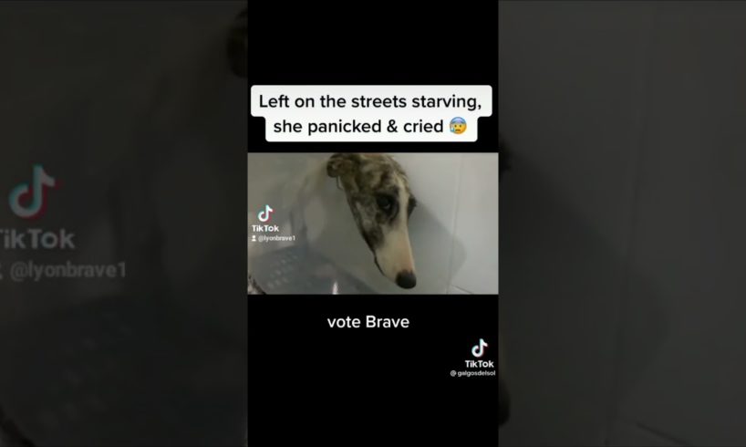 Animal Rescues: Starving Dog Left in Gutter (Vote Brave) #shorts #animalrescues #doglovers