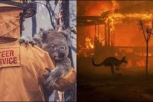 Animal Rescues in Australian Wildfires... Koalas, Kangaroos and other Wildlife rescued.