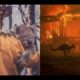 Animal Rescues in Australian Wildfires... Koalas, Kangaroos and other Wildlife rescued.