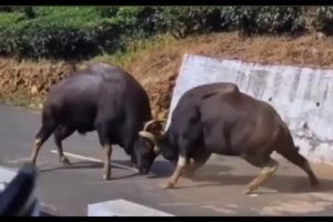 Animal fights - Epic battles of buffaloes 🦬🦬