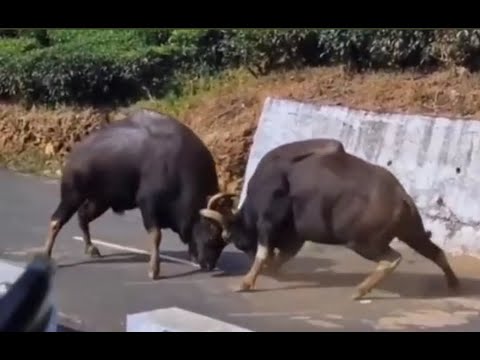 Animal fights - Epic battles of buffaloes 🦬🦬