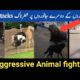 Animal fights and dangerous attacks #animallovers #fighting #animalsfightingcompilation
