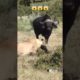 Animal fights club.  Most danger animal fighting video is here..moonlight films