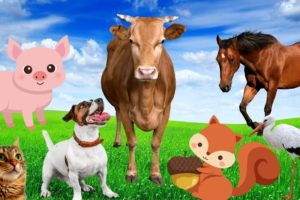 Animal sounds - Pig, dog, cow, horse, cat - Familiar animals