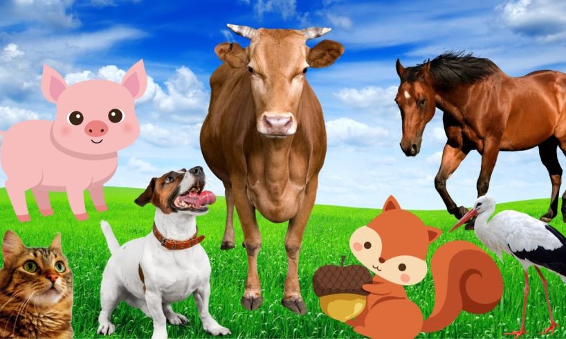 Animal sounds - Pig, dog, cow, horse, cat - Familiar animals