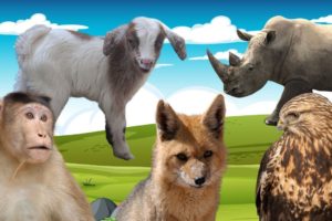 Animals playing and many other adorable moments: monkeys, sheep, foxes, eagles, rhinos...
