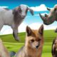 Animals playing and many other adorable moments: monkeys, sheep, foxes, eagles, rhinos...
