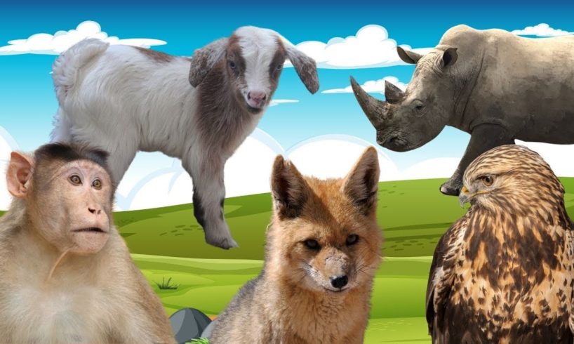 Animals playing and many other adorable moments: monkeys, sheep, foxes, eagles, rhinos...