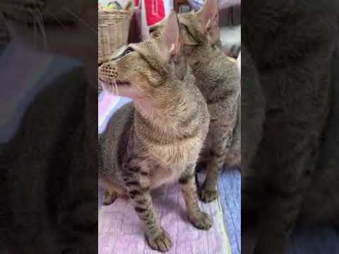 Animals that always ask for help! I love cats and dogs, pets and animals rescue, ep026