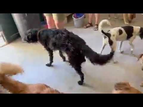 Aramis is feeling much better - Takis Shelter