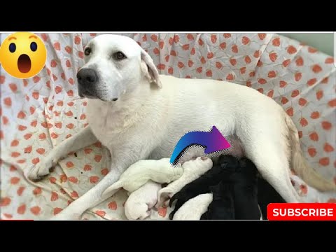 Aww Amazing🤔cute puppies.Funny moment.cute baby animals.my dog giving birth #dog.#animals.2022