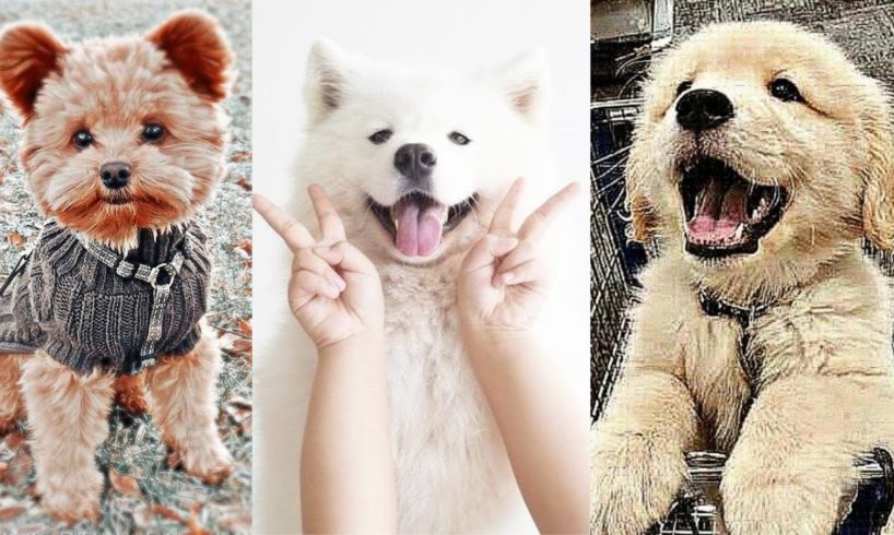 Aww Cute puppies 🐶 # 2 😻 | Funny Baby Dogs Videos 🤣 | TRY NOT TO LAUGH | Blush & Laugh | 2021