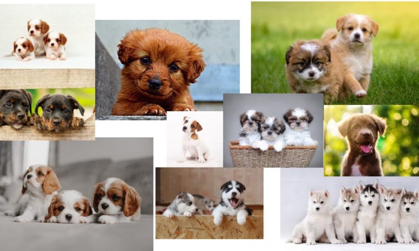 BEST CUTEST PUPPIES COMPILATION