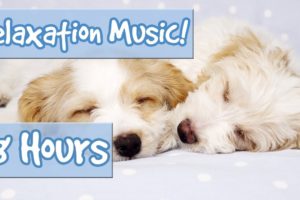 BEST PLAYLIST FOR CALMING PUPPIES. Music to Relax My Puppy, Special Therapy Music for Dogs 🐶 🎵 💤