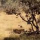 BIGGEST WILD ANIMAL FIGHTS EVER! | #samkatwildlifechannel