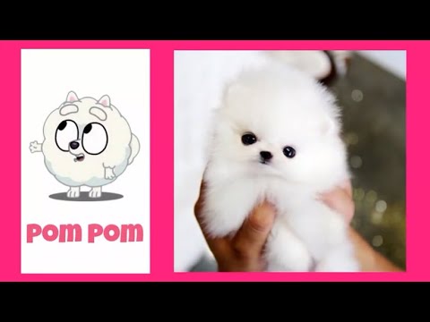 BLUEY Characters In REAL LIFE | Cutest Puppies EVER | Different Dog Breeds