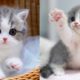 Baby Cats - Cute and Funny Cat Videos Compilation #55 | Aww Animals