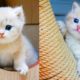 Baby Cats - Cute and Funny Cat Videos Compilation #62 | Aww Animals