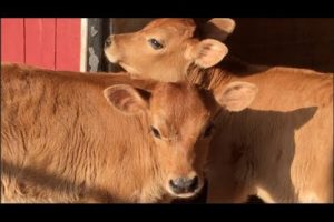 Baby Cows Behaving Like School Kids Play With Rope | CUTEST BABY ANIMALS