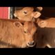 Baby Cows Behaving Like School Kids Play With Rope | CUTEST BABY ANIMALS