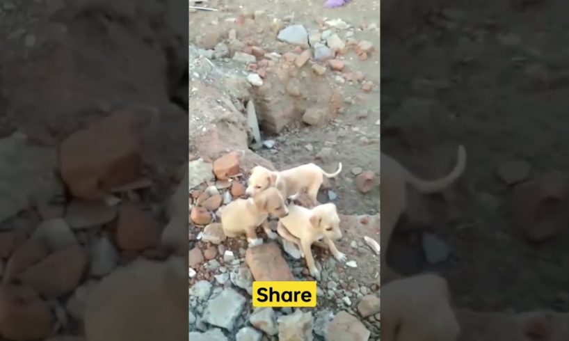 Baby Dogs Playing 💞💝 #shorts #viral #dog