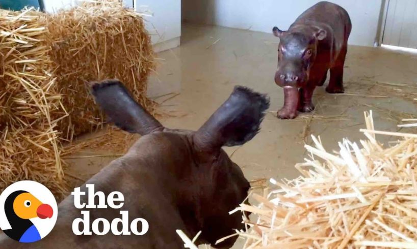 Baby Hippo Raised By Rhinos Meets A Hippo... ❤️ | The Dodo Go Wild