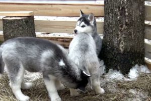 Baby Huskies cutest puppies ever grow up to be the world’s best sled dogs