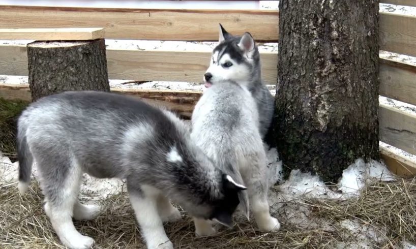 Baby Huskies cutest puppies ever grow up to be the world’s best sled dogs