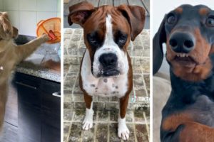 Best DOG Videos of 2022 😂 Funniest PUPPY Videos! 🐶 (NEW)