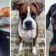 Best DOG Videos of 2022 😂 Funniest PUPPY Videos! 🐶 (NEW)