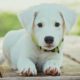 Best cutest puppies photography