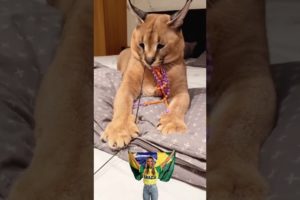 Big Cat Caracal Playing/Funny Animals Video #short #cat