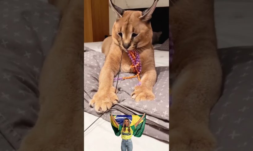 Big Cat Caracal Playing/Funny Animals Video #short #cat