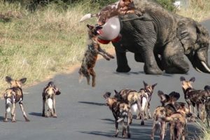 Biggest animal fights || animalplanet