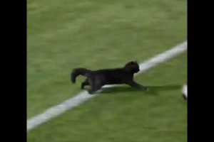 Black cat runs on field AND SCORES A GOAL