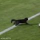 Black cat runs on field AND SCORES A GOAL