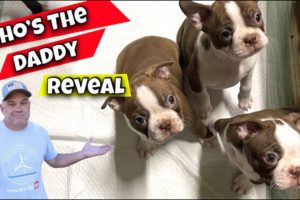 Boston Terrier Puppies 7 Weeks Old!! Cute Puppies