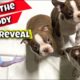 Boston Terrier Puppies 7 Weeks Old!! Cute Puppies