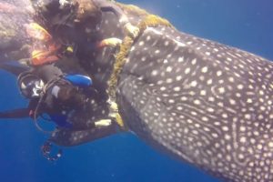 Brave Divers Rescued Whale Shark