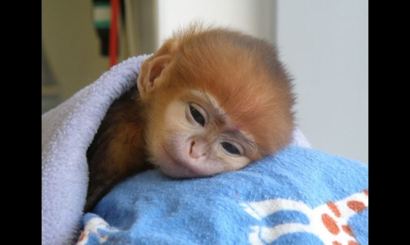 Brave man rescues sweet monkey ♥ Animal rescue #monkey