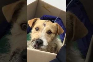 Broken dog patiently waits for us to rescue him!
