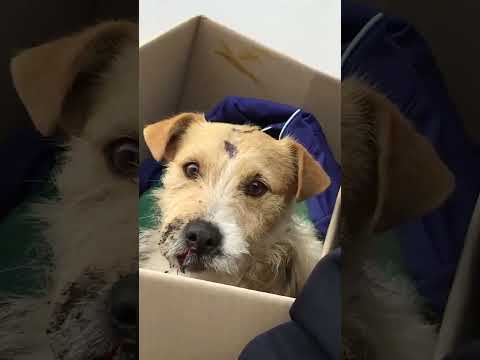 Broken dog patiently waits for us to rescue him!